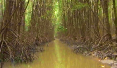 Hàng trăm cây đước trên 25 năm tuổi ở Cà Mau bị ngã đổ
