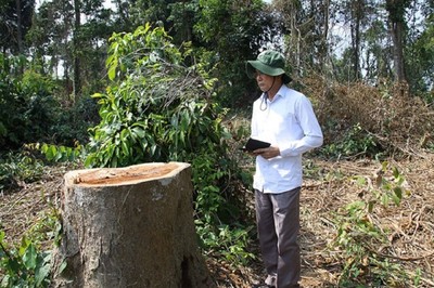 Đồng Nai: Đề nghị xử lý tập thể, cá nhân đốn rừng để trồng dược liệu