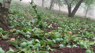 Xót xa: Mận rụng đầy gốc sau trận mưa đá ở Sơn La