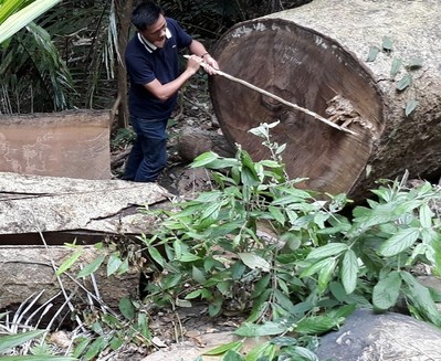 Kông Chro-Gia Lai: Phát hiện thiệt hại do phá rừng tăng gấp 4 lần
