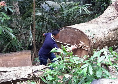 Gia Lai: Khởi tố vụ phá rừng phòng hộ đầu nguồn