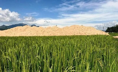 Quảng Ngãi: Lấp lúa dân khi chưa có ĐTM, DN bị phạt 300 triệu đồng