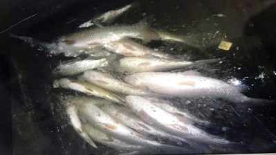 Cá chết bất thường trên sông Mã:Đình chỉ hoạt động 4 cơ sở liên quan