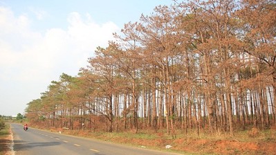 Đắk Nông: Cả trăm ha rừng thông dọc quốc lộ 28 bị 'đầu độc'
