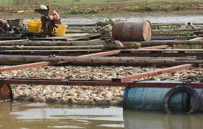 Đồng Nai: Di dời dân nuôi cá trên sông La Ngà để giải quyết ô nhiễm
