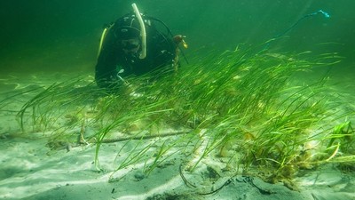 Cỏ biển - 'bể chứa carbon' chống biến đổi khí hậu