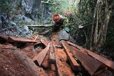 Phá hơn 1.300m2 rừng, CTCP Năng lượng Quảng Trị bị xử phạt 125 triệu