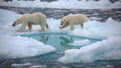 Bắc Cực sẽ hoàn toàn không có băng vào mùa hè trước năm 2050