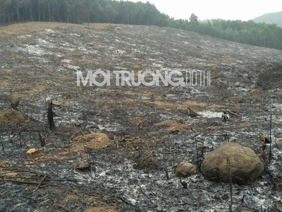 Nghệ An: Cần xử lý nghiêm việc khai thác rừng phòng hộ trái phép