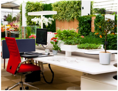 Những nguyên tắc bố trí cây xanh trong văn phòng