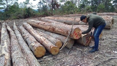 Bộ NN&PTNT yêu cầu làm rõ tình trạng phá rừng ở Kon Tum