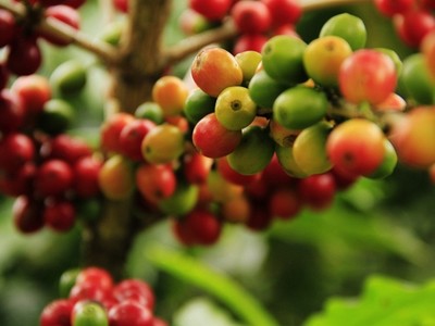 Giá cà phê hôm nay 29/4: Cà phê trong nước giữ vừng đà tăng mạnh