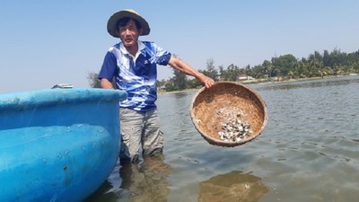 Quảng Nam: Nghêu chết bất thường trên sông Trường Giang