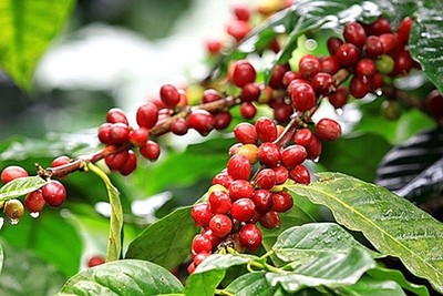 Giá cà phê hôm nay 7/5: Cà phê trong nước giữ vững đà tăng mạnh