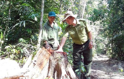 Phú Yên: Điều tra các đối tượng ngang nhiên mở đường để phá rừng