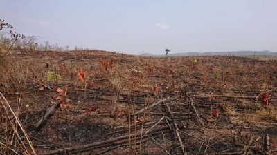 Đắk Lắk điều tra 4 công ty lâm nghiệp vì để mất rừng