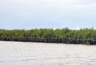 Rừng phòng hộ ven biển ở Sóc Trăng chết khô do thiếu nước