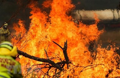 Australia chi hơn 420 triệu USD để tái thiết các khu vực cháy rừng