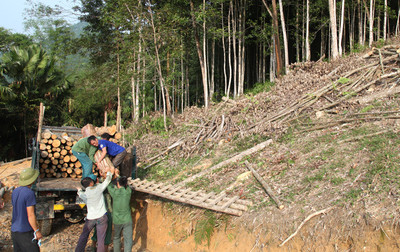Gia Lai: Khởi tố nhóm đối tượng khai thác rừng trái phép