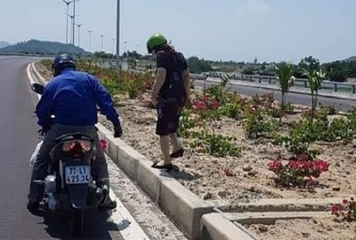 3.000 cây hoa giấy trên quốc lộ bị cắp, Bình Định yêu cầu xử nghiêm