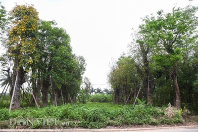 106 cây xanh bị di dời để xây đường sắt Nhổn - Ga Hà Nội giờ ra sao?