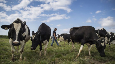 Israel ‘chỉnh’ hệ vi sinh của bò để giảm phát thải khí mê-tan