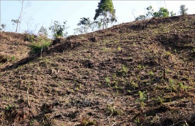 Tuyên Quang: Rừng phòng hộ thôn Lăng Chua bị chặt phá trơ trọi