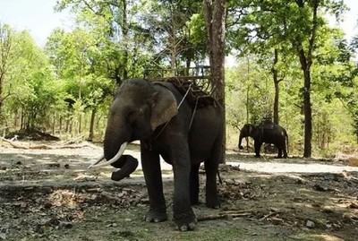 Đại ngàn vơi bóng dáng voi: Bi kịch bảo tồn