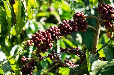 Thị trường giá nông sản 26/5:Giá cà phê đi ngang, giá tiêu tăng mạnh