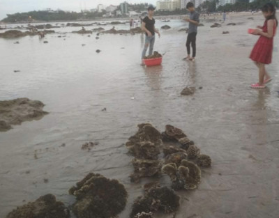 Phẫn nộ vì hành vi hủy hoại san hô ở vịnh Nha Trang