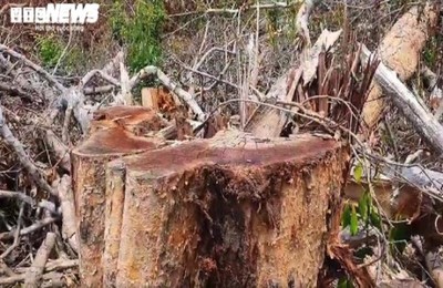 Vì sao hàng triệu mét vuông rừng ở Đắk Nông bị 'cạo trọc' ?