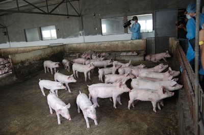 Giá thịt leo thang chưa từng có: Lần đầu tiên nhập khẩu lợn sống