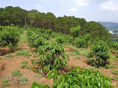 Hàng trăm hécta rừng ở Lâm Đồng 'biến mất' do quản lý lỏng lẻo