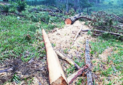 Hàng trăm cây thông cổ thụ tại Lang Biang​ bị tàn phá