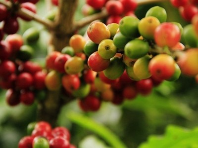 Giá cà phê hôm nay 6/6: Cà phê trong nước tăng 1.000 đồng/kg