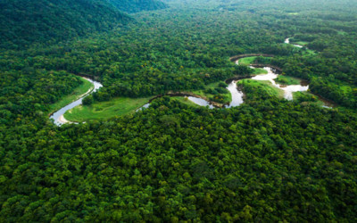 Biến đổi khí hậu khiến các khu rừng ngày càng 'trẻ hóa'