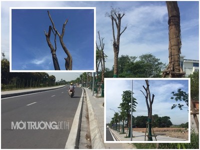Hà Nội: Nhiều cây xanh ở dự án 460 tỷ đồng bị chết