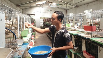Thái Bình: 9X bỏ việc lương cao về quê nuôi chim bồ câu to xác