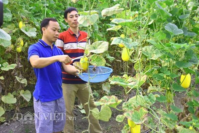 Yên Bái: Thạc sỹ trồng dưa lê mới lạ, bán đắt hàng