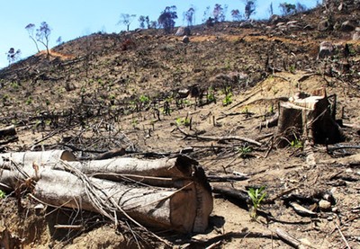 Sở NN&PTNT TT-Huế nói gì về việc hơn 800ha rừng tự nhiên “bốc hơi”?