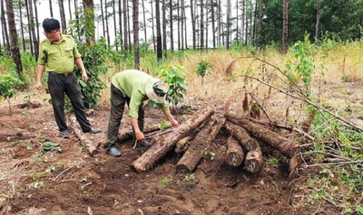 200 ha rừng ở Lâm Đồng bị phá nát, ai tiếp tay?