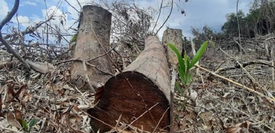 Khởi tố vụ án phá rừng đầu nguồn thủy điện ở Huế