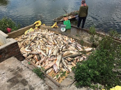 Ẩn họa ô nhiễm môi trường từ việc đầu độc cá bằng hóa chất
