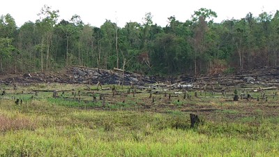 Gia Lai: Không khởi tố vụ mất hơn 500 ha rừng