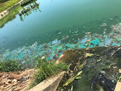 Đà Nẵng: Hồ Trung Nghĩa ô nhiễm, bốc mùi hôi thối