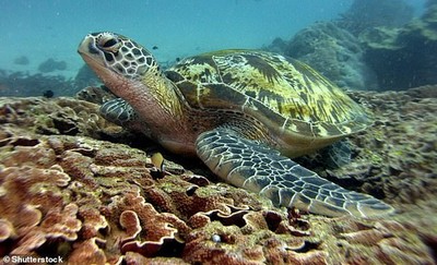 Sốc: Rùa biển xanh nuốt túi nylon dài 30 cm