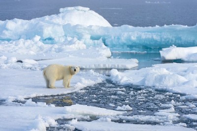 Động vật có vỏ ở Bắc Băng Dương nguy cơ tuyệt chủng trong 80 năm tới