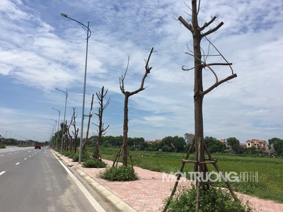 Hà Nội: Hàng loạt cây xanh chết khô trên đường trăm tỷ