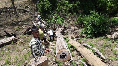 Gia Lai: Tạm giữ 6 đối tượng liên quan đến vụ phá rừng ở Kbang