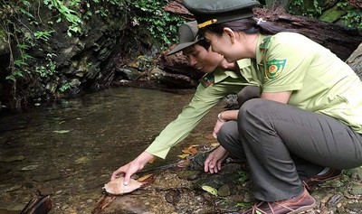 Thừa Thiên Huế: Thả cá thể rùa sa nhân về với tự nhiên